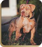 canil american bully
