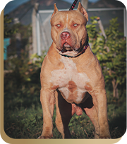 canil american bully