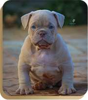 canil american bully