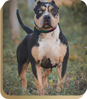 canil american bully