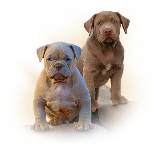 canil american bully