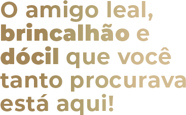 CANIL DAS PALMEIRAS